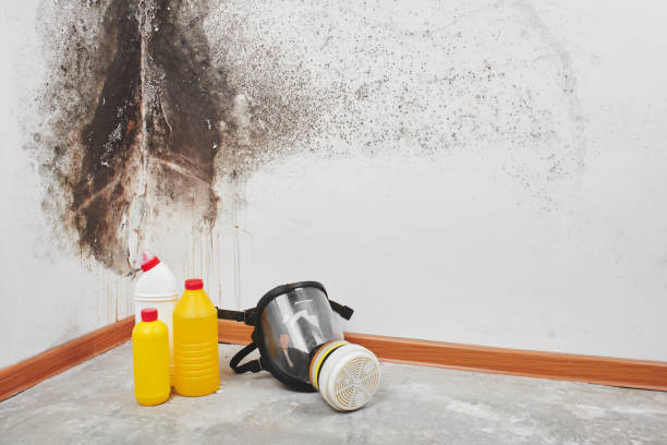 Best Home Mold Removal  in Augusta, KS