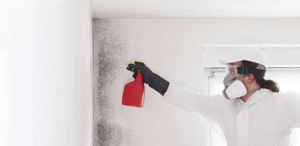 Best Office Mold Removal Services  in Augusta, KS