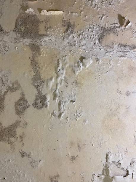 Best Best Mold Removal Companies  in Augusta, KS