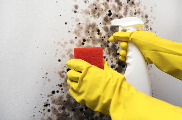 Best Mold Remediation  in Augusta, KS