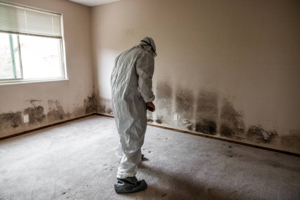 Best Professional Mold Removal  in Augusta, KS