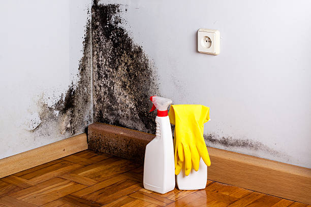 Best Certified Mold Removal  in Augusta, KS