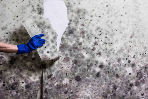 Best Local Mold Removal Service  in Augusta, KS