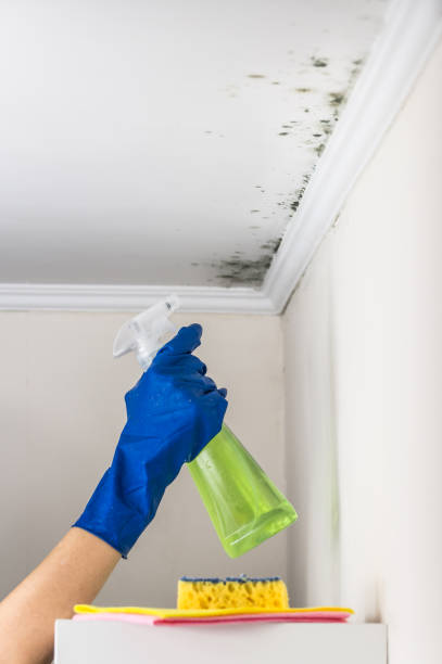 Best Residential Mold Removal  in Augusta, KS