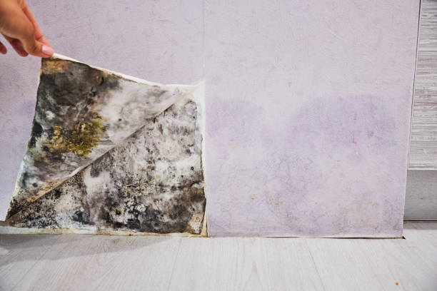 Best Mold Cleaning Services  in Augusta, KS